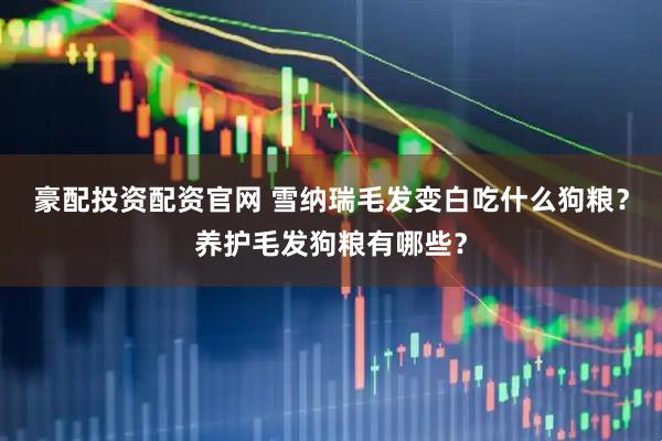 豪配投资配资官网 雪纳瑞毛发变白吃什么狗粮？养护毛发狗粮有哪些？